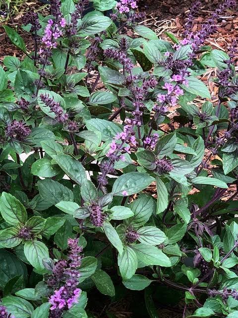 African Blue Basil